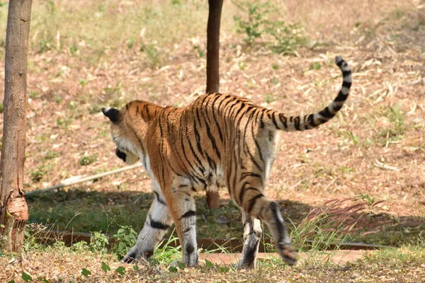 Bengal Tiger Close View Zoo Going Mountain Different Position National — Fotografia de Stock