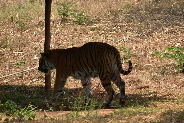 Bengal Tiger Nahaufnahme Zoo Beim Abstieg Vom Berg Andere Stelle — Stockfoto