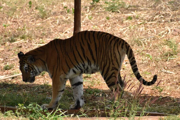 Bengal Tiger Close View Zoo Going Mountain Different Position National — Foto de Stock