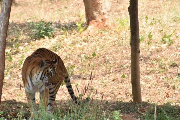 Τίγρης Της Βεγγάλης Κοντά Στο Ζωολογικό Κήπο Όταν Κατεβαίνει Από — Φωτογραφία Αρχείου