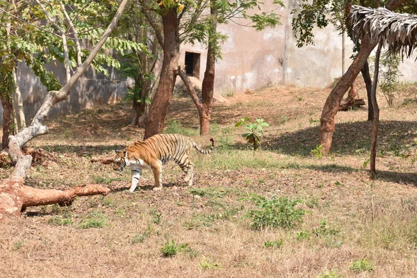Бенгальский Тигр Близкий Вид Зоопарк Спуске Горы Другую Позицию Национальном — стоковое фото