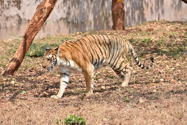 Bengal Tiger Close View Zoo Going Mountain Different Position National — Photo