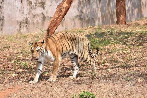 Bengal Tiger Nahaufnahme Zoo Beim Abstieg Vom Berg Andere Stelle — Stockfoto