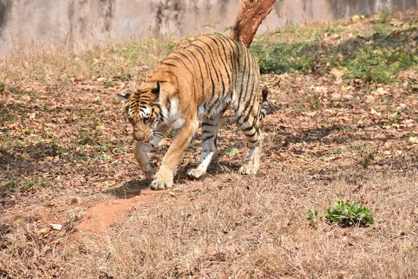 Bengal Tiger Nahaufnahme Zoo Beim Abstieg Vom Berg Andere Stelle — Stockfoto
