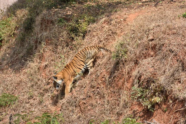 Bengal Tiger Close View Zoo Going Mountain Different Position National — Foto de Stock