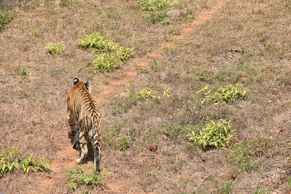Бенгальський Тигр Закриває Краєвид Зоопарк Під Час Спуску Гори Інше — стокове фото