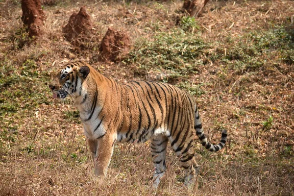 Bengal Tiger Wondering Zoo Mountain Downwards National Park Obraz Stockowy