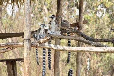 ring-tailed lemur(Lemur catta) sitting on branches made wood for them in  zoological garden  & playing with each other in a sunny day.