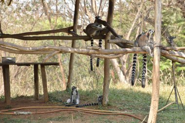 ring-tailed lemur(Lemur catta) sitting on branches made wood for them in  zoological garden  & playing with each other in a sunny day.