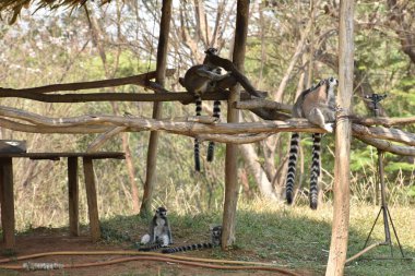ring-tailed lemur(Lemur catta) sitting on branches made wood for them in  zoological garden  & playing with each other in a sunny day.