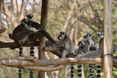 ring-tailed lemur(Lemur catta) sitting on branches made wood for them in  zoological garden  & playing with each other in a sunny day.