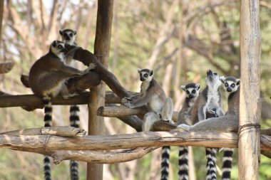 ring-tailed lemur(Lemur catta) sitting on branches made wood for them in  zoological garden  & playing with each other in a sunny day.