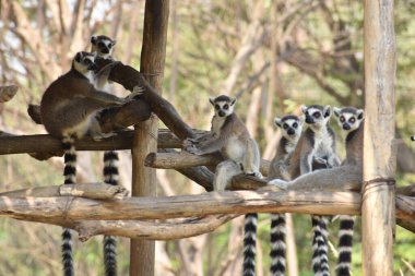 ring-tailed lemur(Lemur catta) sitting on branches made wood for them in  zoological garden  & playing with each other in a sunny day.
