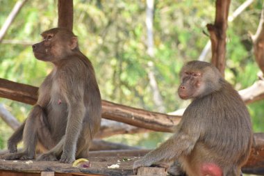 ring-tailed lemur(Lemur catta) sitting on branches made wood for them in  zoological garden  & playing with each other in a sunny day.