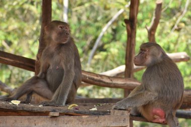 ring-tailed lemur(Lemur catta) sitting on branches made wood for them in  zoological garden  & playing with each other in a sunny day.