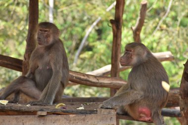ring-tailed lemur(Lemur catta) sitting on branches made wood for them in  zoological garden  & playing with each other in a sunny day.