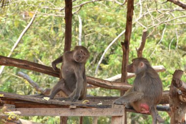 ring-tailed lemur(Lemur catta) sitting on branches made wood for them in  zoological garden  & playing with each other in a sunny day.