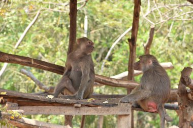 ring-tailed lemur(Lemur catta) sitting on branches made wood for them in  zoological garden  & playing with each other in a sunny day.