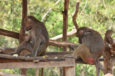 ring-tailed lemur(Lemur catta) sitting on branches made wood for them in  zoological garden  & playing with each other in a sunny day.