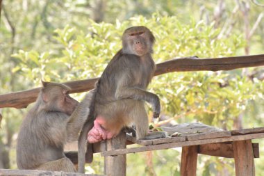 ring-tailed lemur(Lemur catta) sitting on branches made wood for them in  zoological garden  & playing with each other in a sunny day.