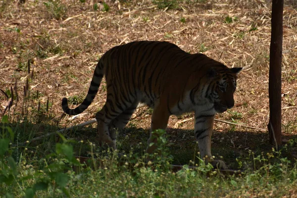 Bengal Tiger Close View Zoo Going Mountain Different Position National — Foto Stock