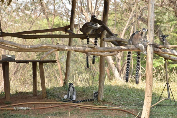 Ring Tailed Lemur Lemur Catta Sitting Branches Made Wood Them — Foto de Stock