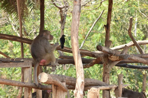 Ring Tailed Lemur Lemur Catta Sitting Branches Made Wood Them — Foto de Stock