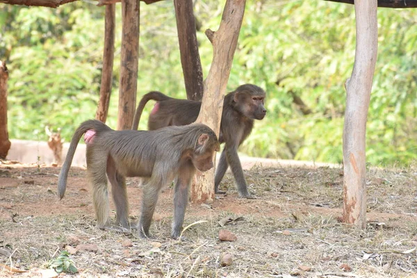 여우원숭이 Lemur Catta 나뭇가지에 앉아서 정원에서 나무를 만들었고 모습을 보였다 — 스톡 사진