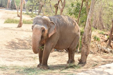 Genç bir fil ulusal parkta zincirli halatla ağacın yanında duruyor..