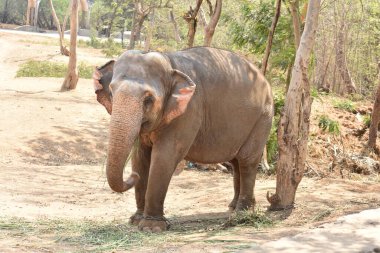 Genç bir fil ulusal parkta zincirli halatla ağacın yanında duruyor..