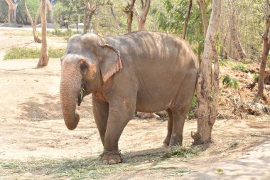 Genç bir fil ulusal parkta zincirli halatla ağacın yanında duruyor..