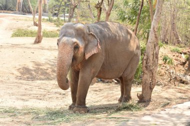 Genç bir fil ulusal parkta zincirli halatla ağacın yanında duruyor..
