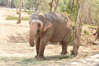 Genç bir fil ulusal parkta zincirli halatla ağacın yanında duruyor..