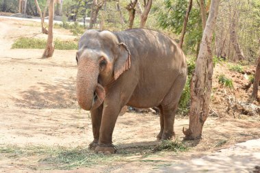 Genç bir fil ulusal parkta zincirli halatla ağacın yanında duruyor..