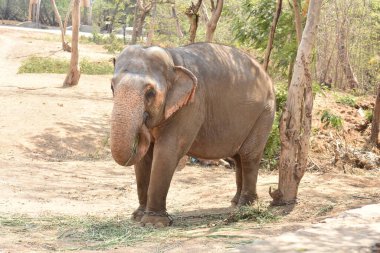 Genç bir fil ulusal parkta zincirli halatla ağacın yanında duruyor..