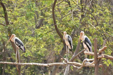 Güneşli bir yaz gününde dinlenme vaktinde hayvanat bahçesinde leylekleri boyamak.