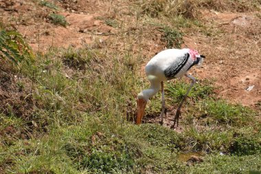 Hayvanat bahçesindeki beyaz, boyalı leylek kuşu. Hayvanat bahçesindeki yemekleri merak ediyor..