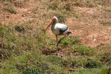 Hayvanat bahçesindeki beyaz, boyalı leylek kuşu. Hayvanat bahçesindeki yemekleri merak ediyor..