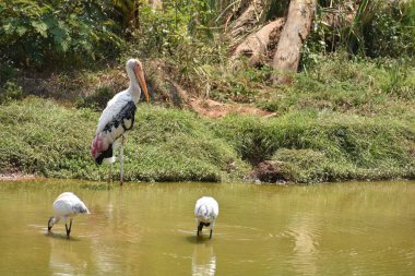 Bir çift boyalı leylek kuşu balığı yakından görmek için çamurlu sularda sabit duruyor..