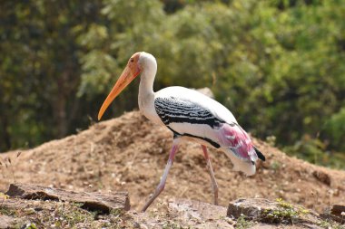 Hayvanat bahçesindeki beyaz, boyalı leylek kuşu. Hayvanat bahçesindeki yemekleri merak ediyor..