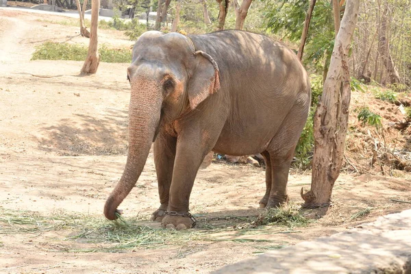 Joven Elefante Pie Cerca Del Árbol Con Una Cuerda Cadena —  Fotos de Stock