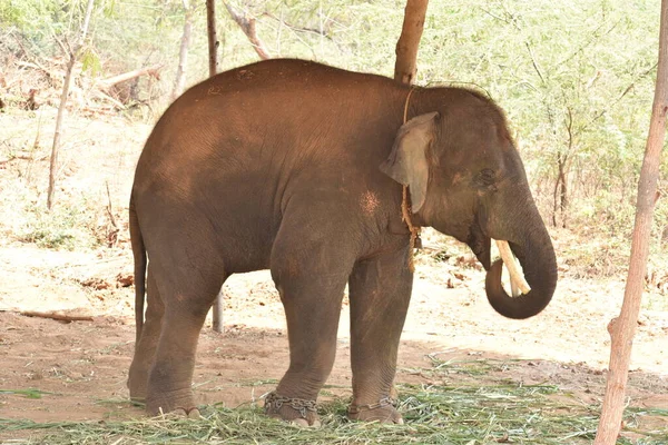 Ein Junger Elefant Steht Mit Einem Kettenseil Der Nähe Eines — Stockfoto
