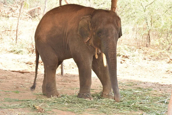 A young elephant standing nearby tree with chain rope locked in national park.