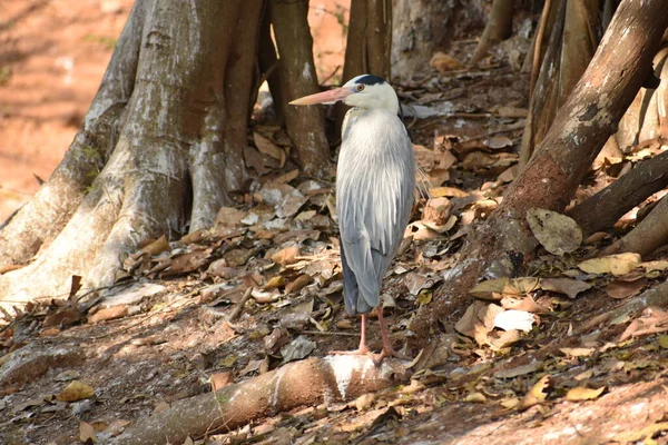 Muitas Aves Zoológico Mas Pássaro Torre Também Ponto Atração Muito — Fotografia de Stock