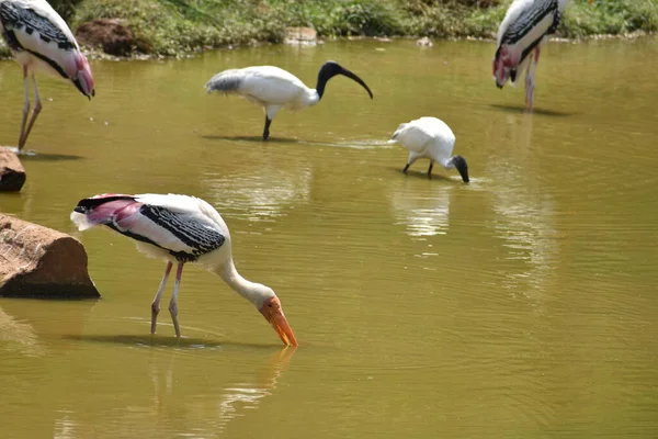 Geweldig Uitzicht Geschilderde Ooievaars Dierentuin Zich Afvragend Voedsel Vis Modderig — Stockfoto