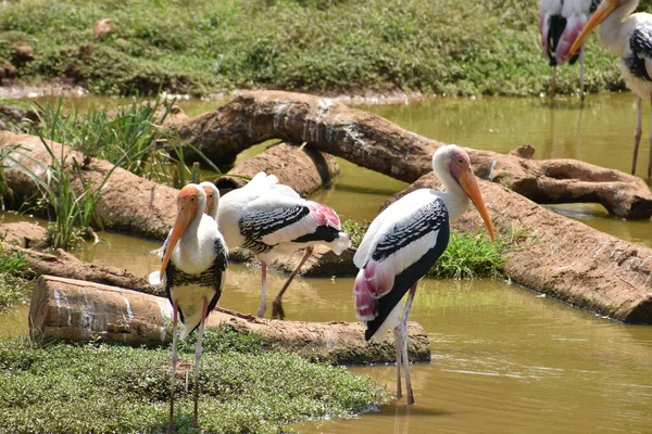 Awesome View Painted Storks Zoo Wondering Food Fish Muddy Water — Stock Photo, Image