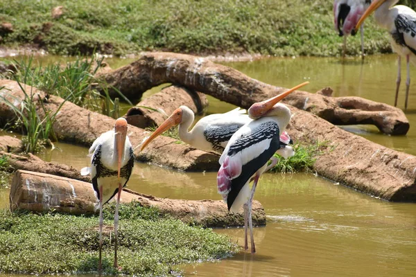 Vista Impressionante Cegonhas Pintadas Zoológico Imaginando Comida Peixe Água Lamacenta — Fotografia de Stock