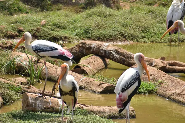 Awesome View Painted Storks Zoo Wondering Food Fish Muddy Water — Stock Photo, Image
