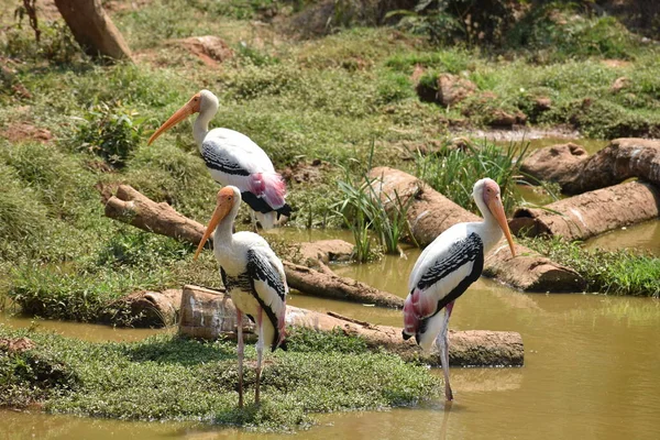 Awesome View Painted Storks Zoo Wondering Food Fish Muddy Water — Stock Photo, Image