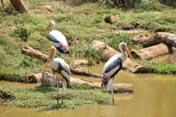Awesome View Painted Storks Zoo Wondering Food Fish Muddy Water — Stock Photo, Image